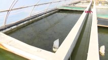 Antalya Serada Domates Gibi Balık Yetiştiriliyor