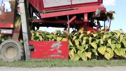 manfaat tembakau selain bahan rokok