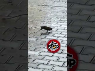 Stop - Durrës Bllokohen kanalet e ujërave të zeza, minjtë marrin arratinë në hyrje pallatesh