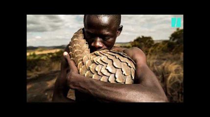 Le pangolin, espèce en voie d'extinction est aussi un magnifique sujet de photographie