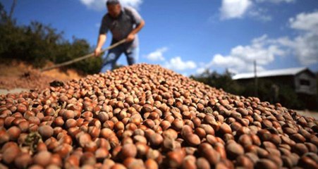 Fındık İhracatından 2 Ayda 314,3 Milyon Dolarlık Gelir Elde Edildi