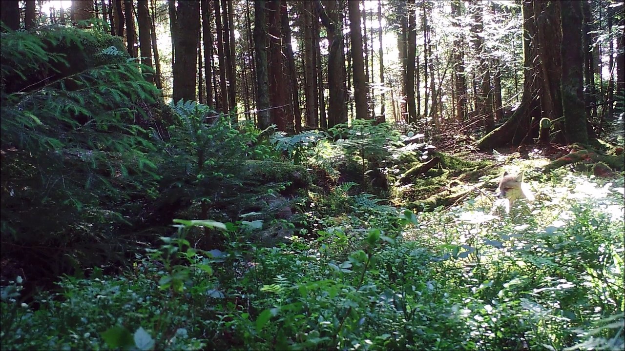 Ces jeunes renardeaux qui peuplent les forêts de Gérardmer