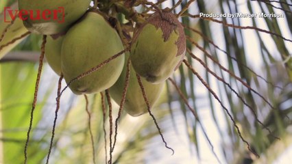 Bug Repellent Made From Coconut Oil Works Better Than DEET, Study Shows
