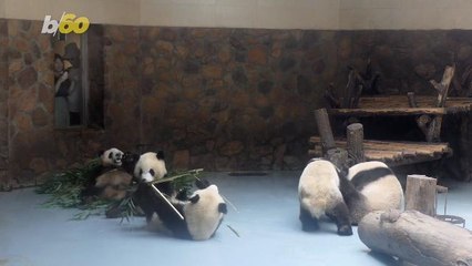Pandas Serenade Their Lovers Before (and During) Mating