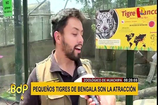 Zoológico de Huachipa: tigres blancos son la gran atracción