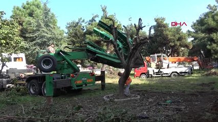 Yalova Okul İnşaatı Alanında Kalan Ağaçlar Nakledildi