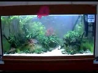 Aquarama Planted Tank Competition