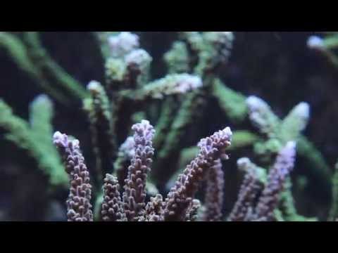 Grosvenor Tropicals Reef Display Aquariums