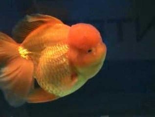 Goldfish at Aquarama