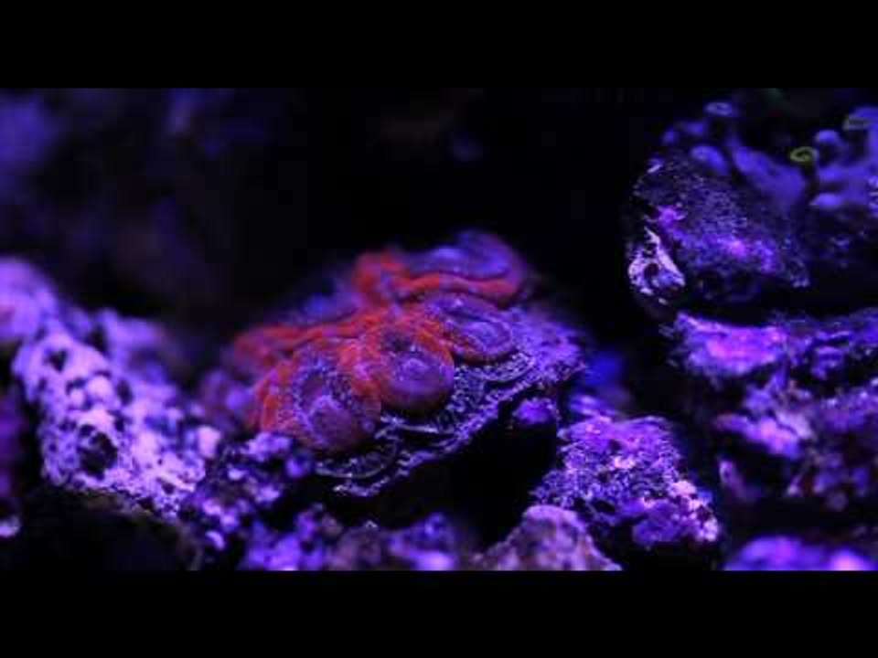 PFK reader's BiUbe reef tank conversion