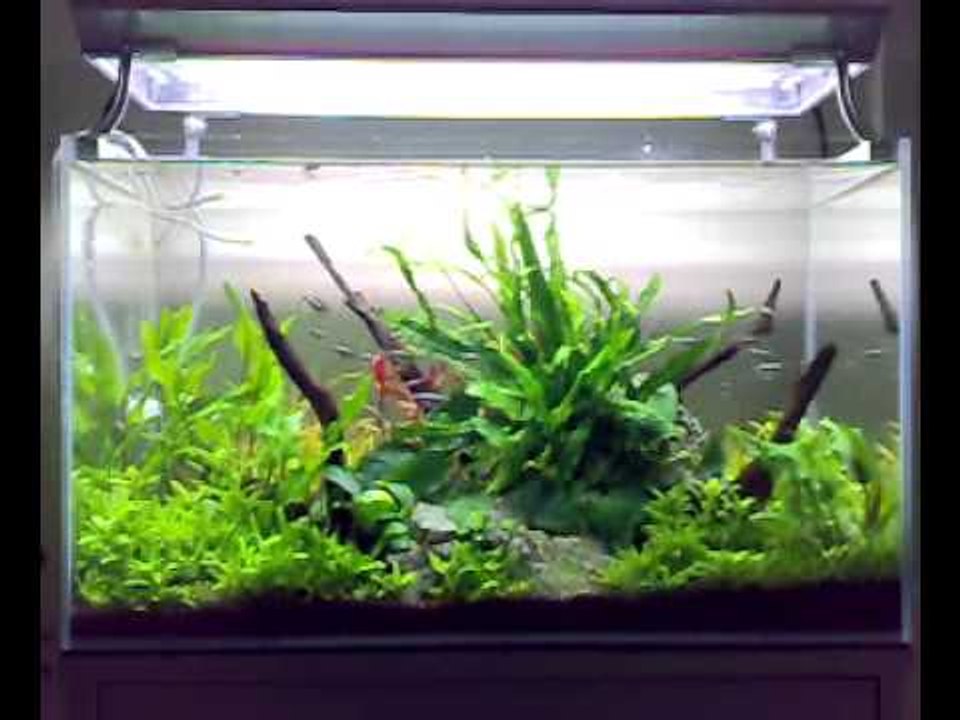 George Farmer's 60 litre planted tank