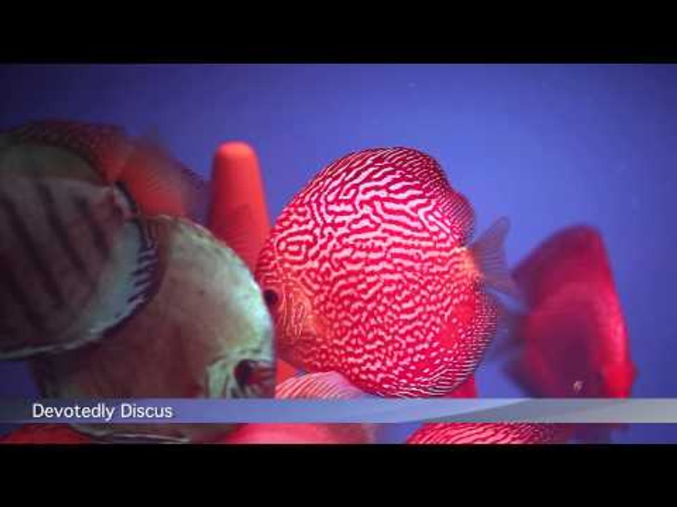 PFK Shoptour: Devotedly Discus, East Sussex