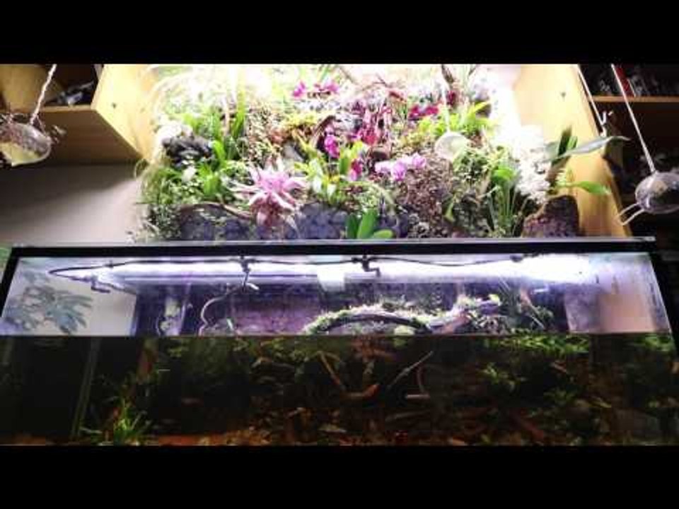 Steven Baker's Borneo Biotope