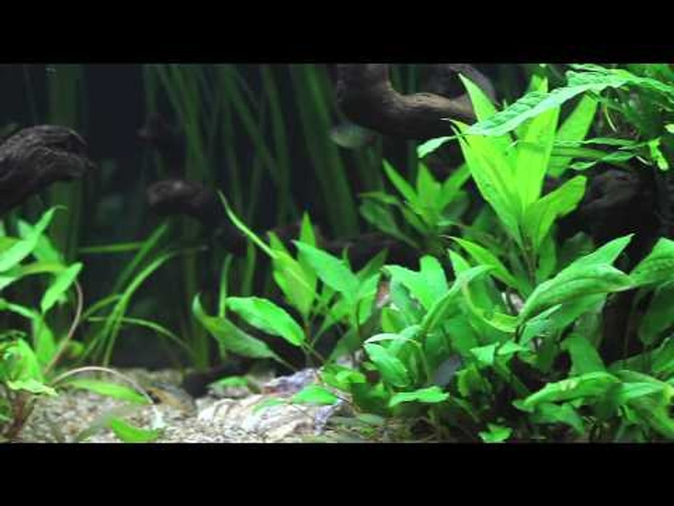 Is this a tropical aquarium?