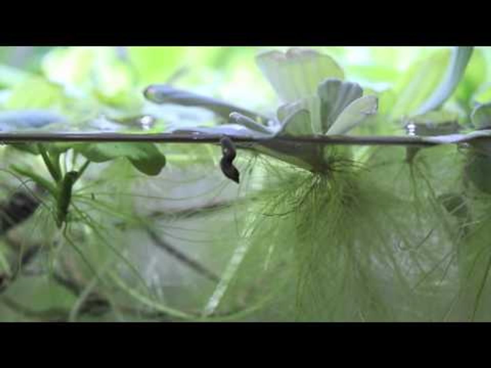 South American pool set-up