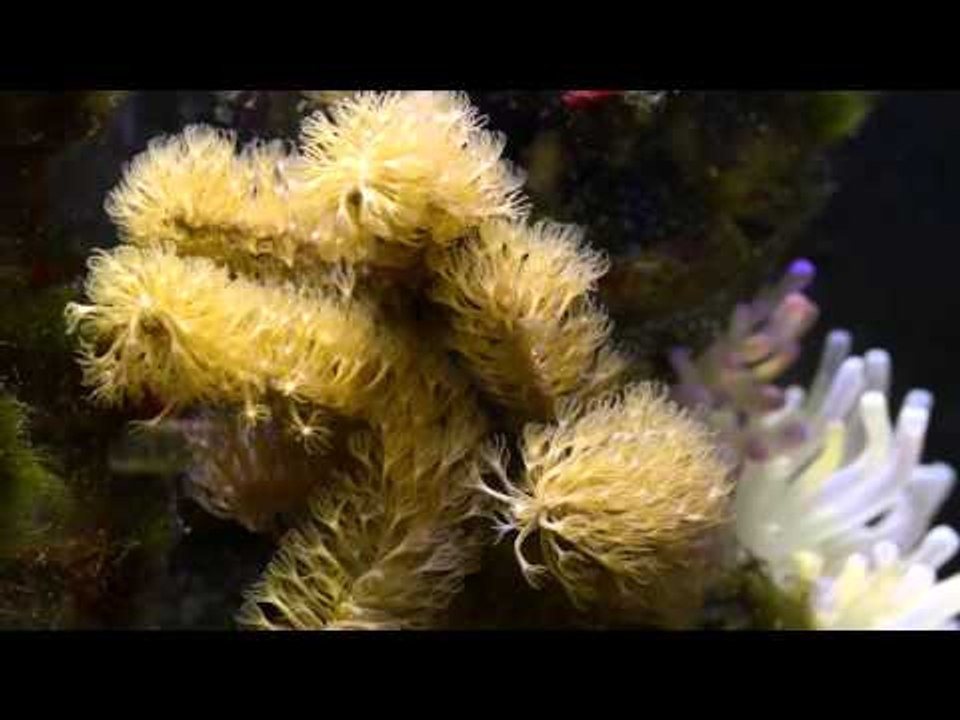 Mike Tongue’s coral from his steampunk inspired tank
