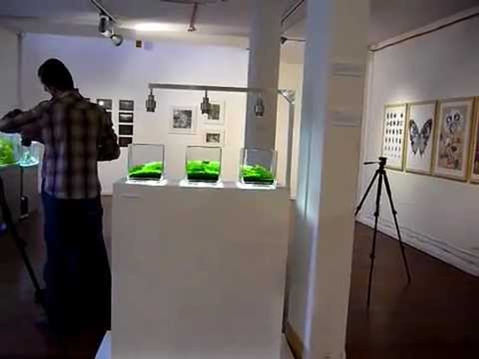 Aquariums as an art form?