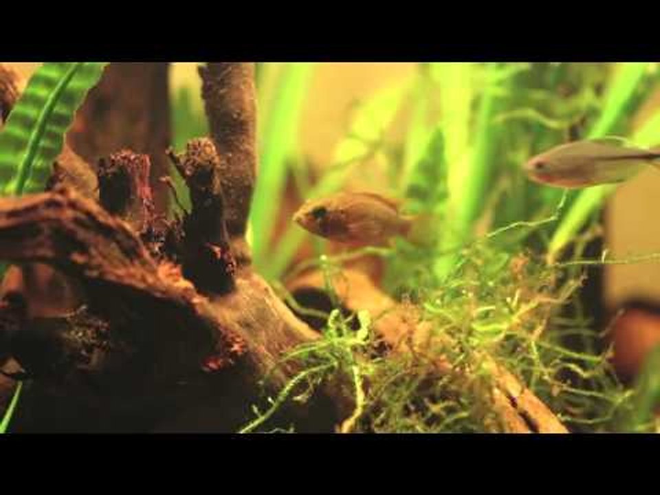 Phoenix tank