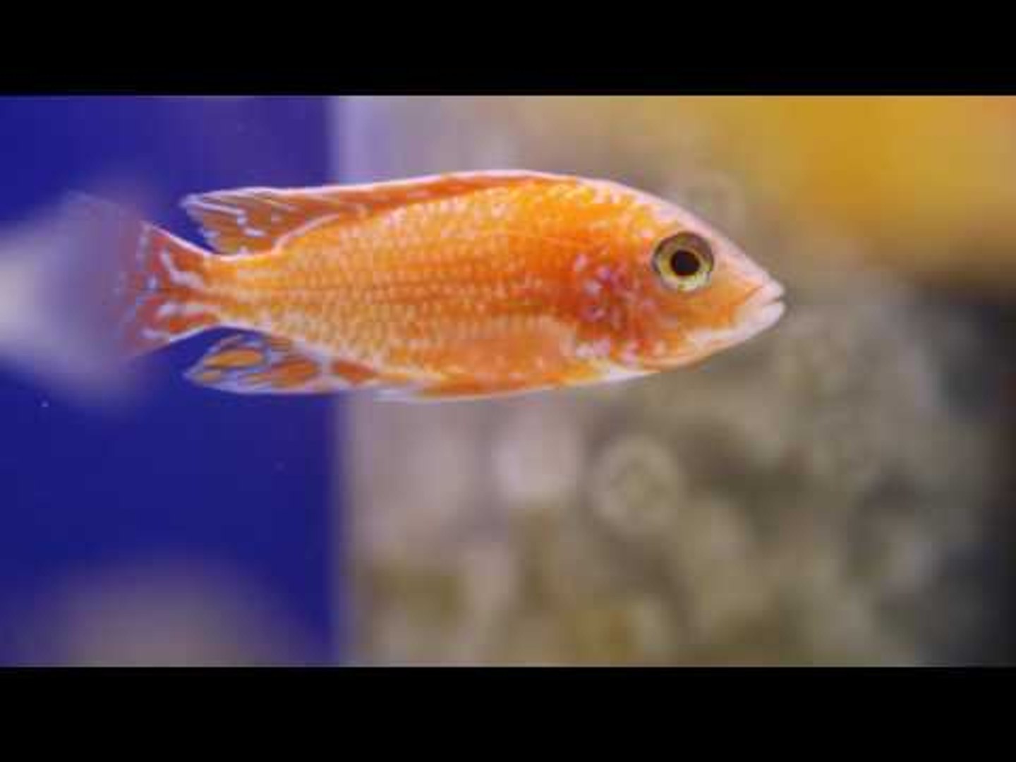 Kev Lynch Rift valley cichlids