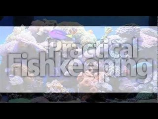 PFK reader's reef tank: Dylan Mason