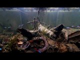 Nathan Hill's Neon tetra Biotope