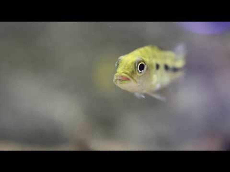 PFK Shoptour: New Concept Aquatics