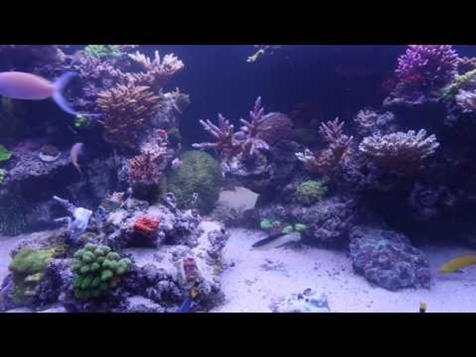 PFK visit Simon Randall's Reef