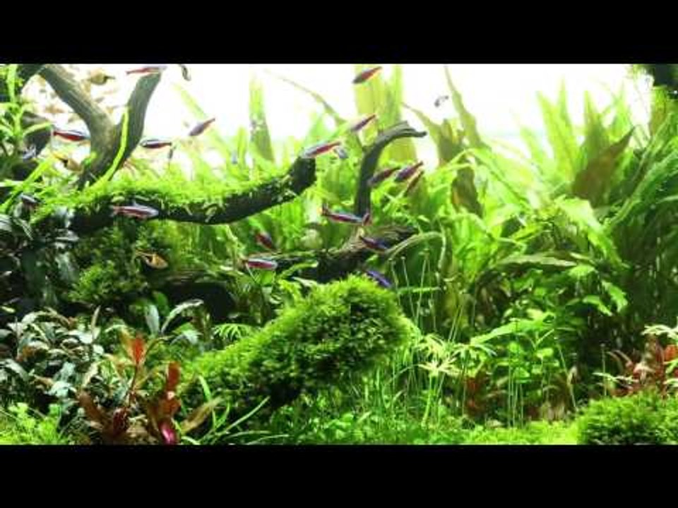Thang To's Nature Aquarium