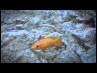 Tanganyika cichlid aquarium