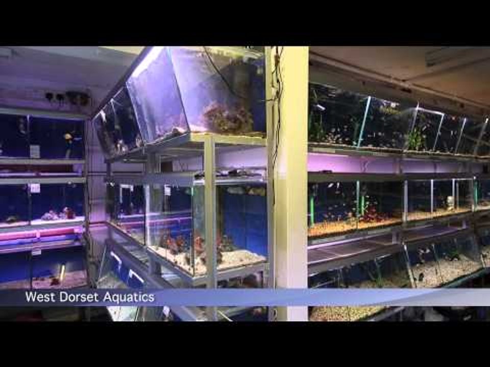 PFK shoptour: West Dorset Aquatics, Weymouth, Dorset