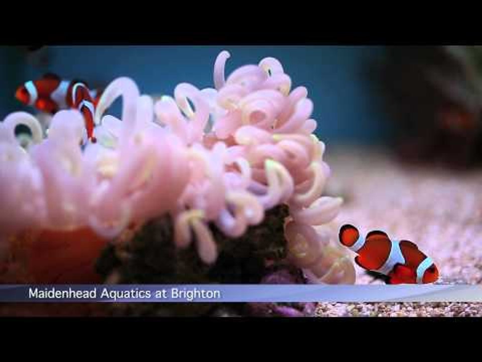 PFK Shoptour: Maidenhead Aquatics @ Brighton, East Sussex