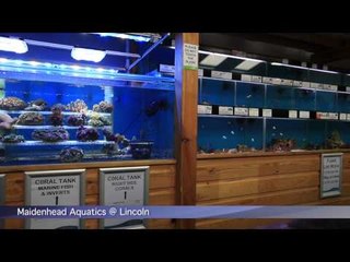 Maidenhead Aquatics @ Lincoln