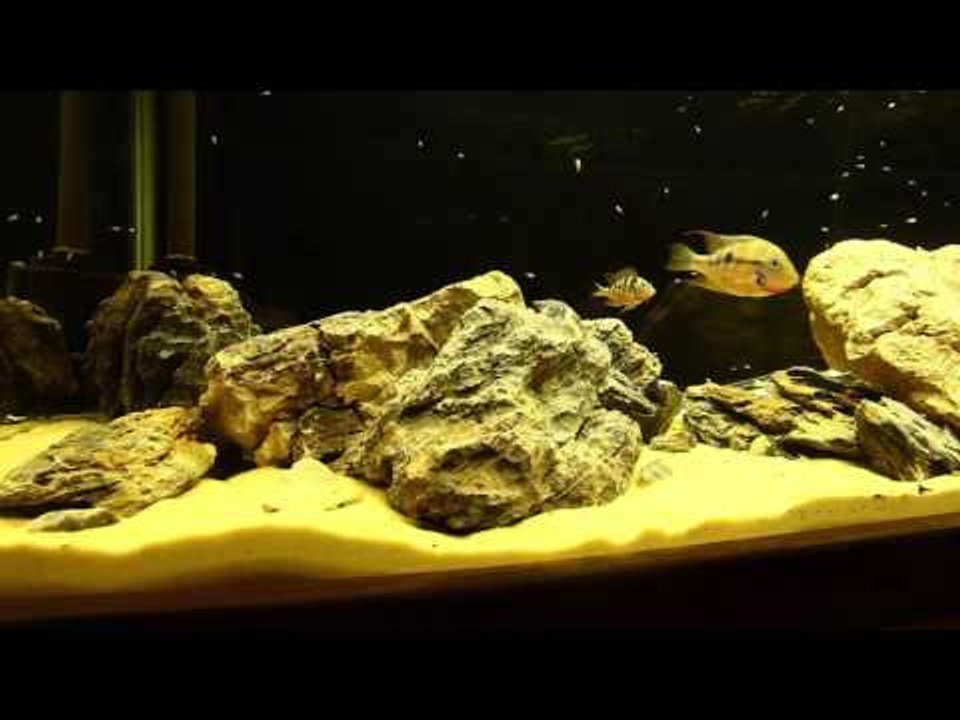 Jeremy Gay's Thorichthys maculipinnis parents and fry
