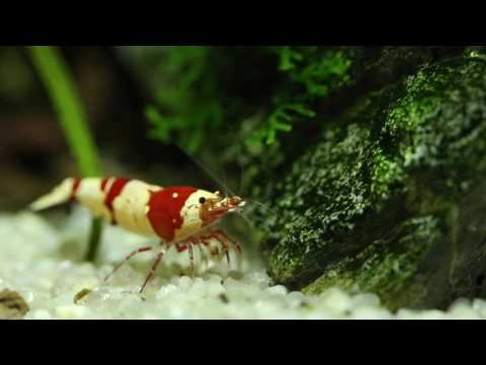 George Farmer's Aquascaper 1200 Nature Aquarium