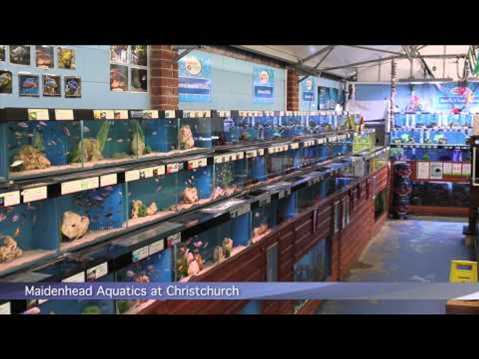 PFK shoptour: Maidenhead Aquatics @ Christchurc...