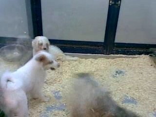 Chien en cage ki devien fou ! 1