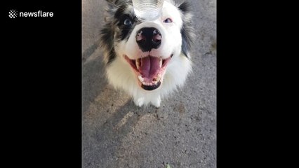 Disciplined dog excels at balance challenge