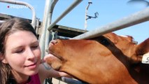 Vaca super cariñosa le da besos a una chica que se acerca a acariciarla