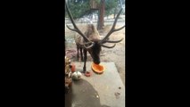 Ce cerf semble apprécier sa citrouille d'halloween