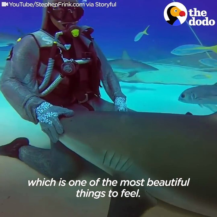 Cette plongeuse fait ce qu'elle veut avec les requins... Incroyable