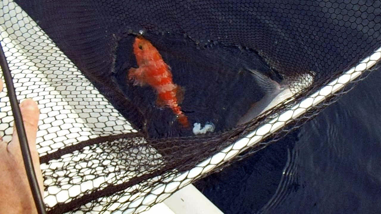 pêche au moulinet électrique