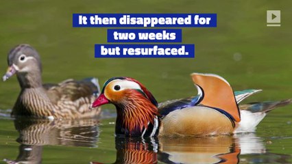 Mandarin Duck Spotted in New York City's Central Park