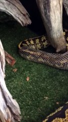 Have You Ever Seen a Python Shed Its Skin?