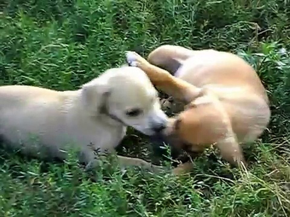 Two little puppies of an American Staffordian Pit Bull Terrier, they are so small and defenseless