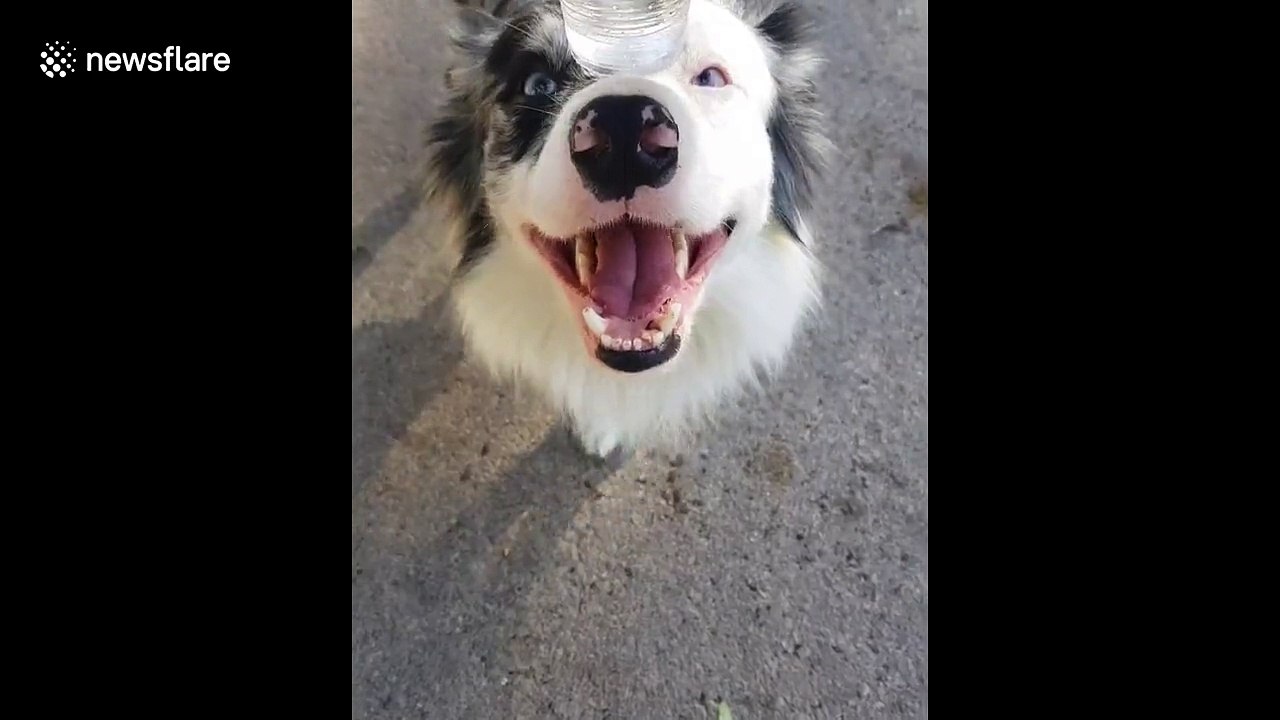 Disciplined dog excels at balance challenge