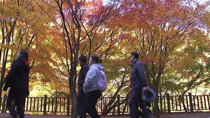 막바지 단풍의 절정...내장산 '인산인해' / YTN