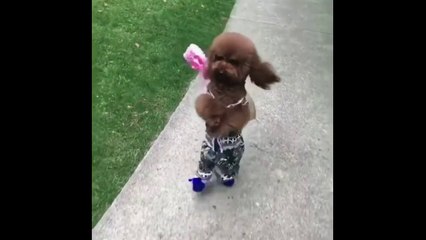 She might just be the fastest dog on two legs