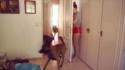 Animals Hide And Seek