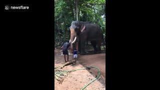 Celebrity elephant is gentle giant as he lets toddler feed him bananas