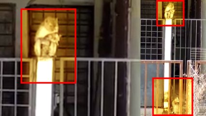 Viral Video: Monkey ने किया Cat को Kidnap, नजारा देख दंग रह जाएंगे आप । वनइंडिया हिंदी